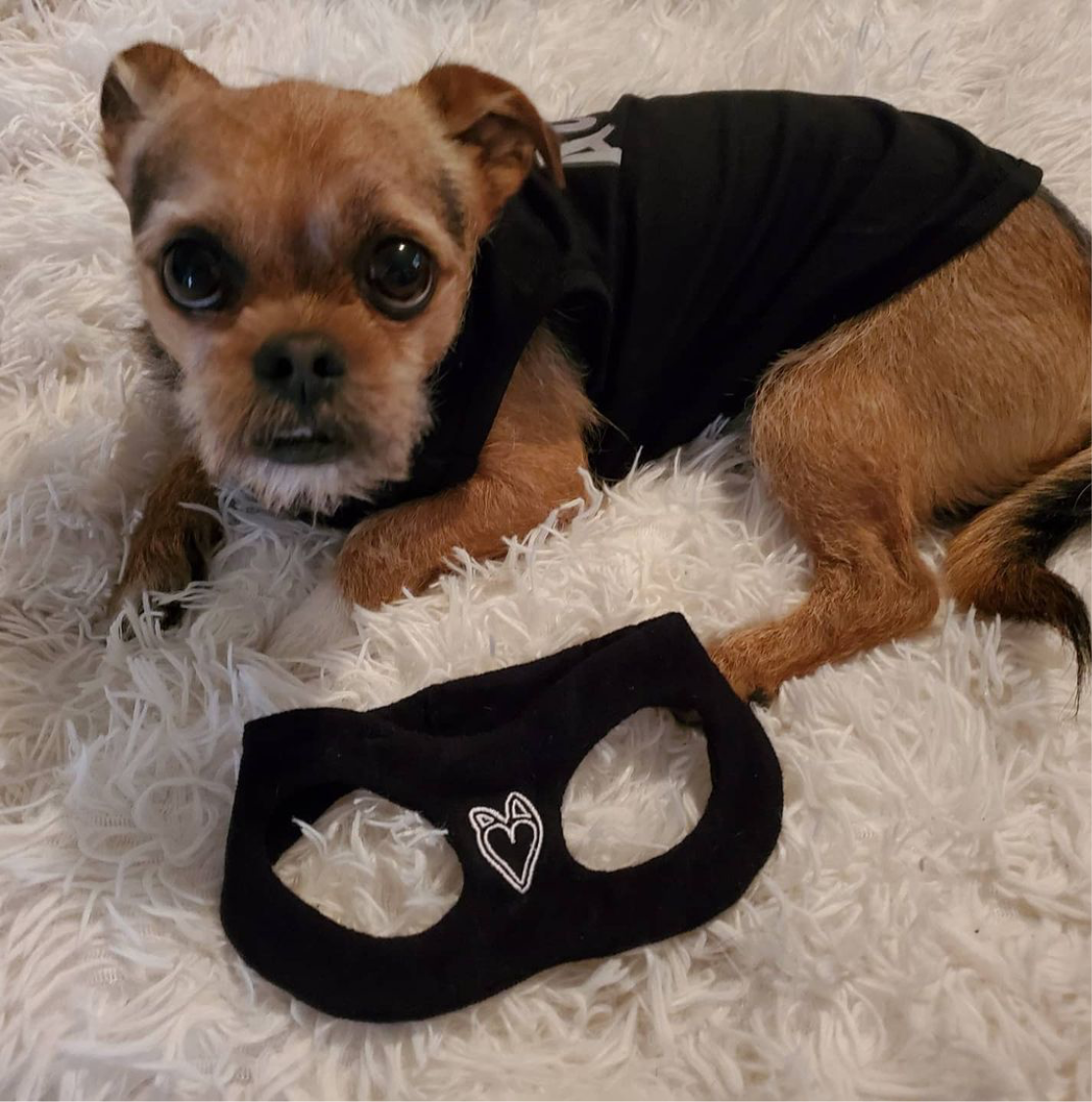 Actor d ring pet harness t shirt with reflective strip for small pets